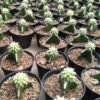 Kaktus Grafting Grussonii - Gambar 2