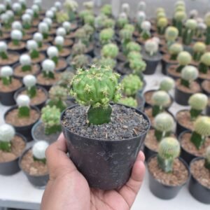 Kaktus Grafting Echinopsis