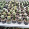 Kaktus Grafting Noto Lenning - Gambar 2