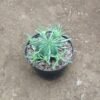 Euphorbia Pulvinata - Gambar 3