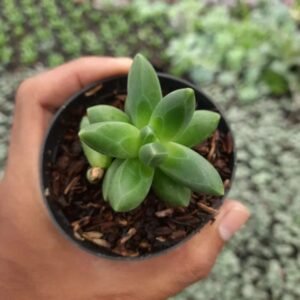Sukulen Echeveria Pachyphytum Compactum