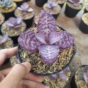 Sukulen Echeveria Zorro