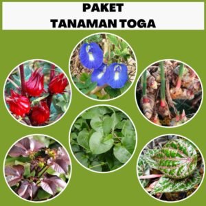 Paket Tanaman Toga 6pcs