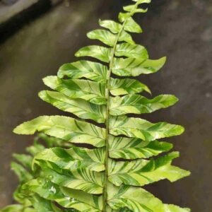 Pakis Boston Variegata