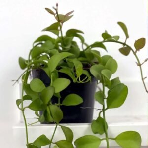 Dischidia Apple Leaf