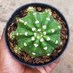 Kaktus Echinopsis Subdenudata