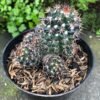 Kaktus Mammillaria Backebergiana - Gambar 2
