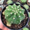 Kaktus Echinopsis Subdenudata - Gambar 2