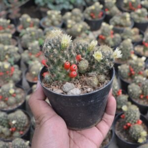 Kaktus Mammillaria Prolifera (Kaktus Cabai)