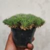 Kaktus Abro - Gambar 4