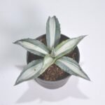 Agave Mediopicta