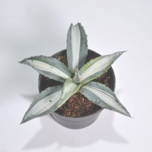 Agave Mediopicta