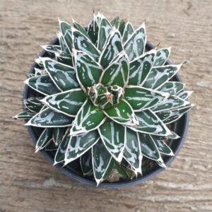 Agave Himeson