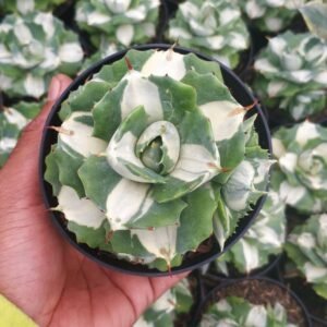 Agave Shoji Raijin Variegata