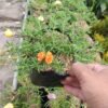 Krokot Mix (Portulaca) - Gambar 6