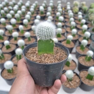 Kaktus Grafting Noto Albino