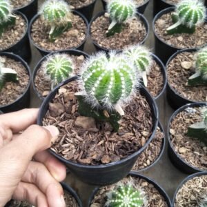Kaktus Grafting Golden Barrel