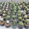 Kaktus Grafting Echinopsis - Gambar 2