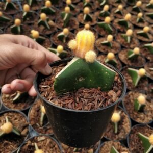 Kaktus Grafting Lutea