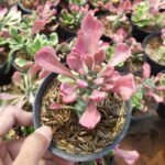 Euphorbia Monadenium Stapelioides Pink