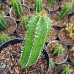 Euphorbia Fruticosa Hijau