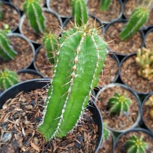 Euphorbia Fruticosa Hijau