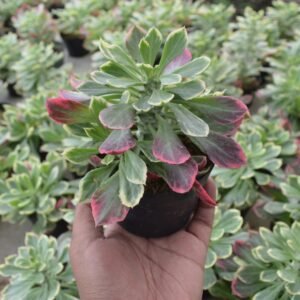 Euphorbia Monadenium Stapelioides Variegata