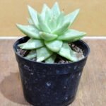 Sukulen Echeveria Agavoides