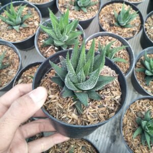 Haworthia Attenuata Radula