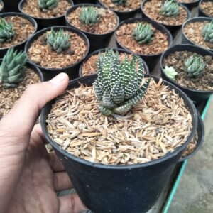 Haworthia Reindwadtii