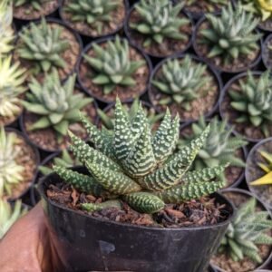 Haworthia Pumila Donuts