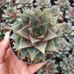Sukulen Echeveria Purpusorum