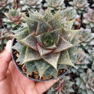 Sukulen Echeveria Purpusorum