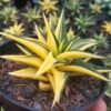 Haworthia Limifolia Variegata Yellow - Gambar 4