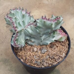 Euphorbia Lactea Cristata Variegata