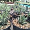 Haworthia Attenuata Radula - Gambar 3