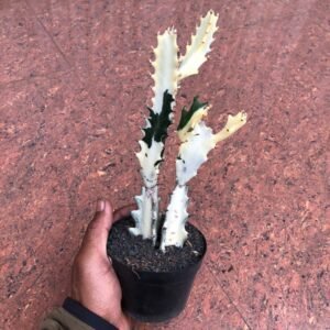 Euphorbia Lactea White Ghost