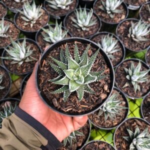 Haworthia Attenuata Zebra