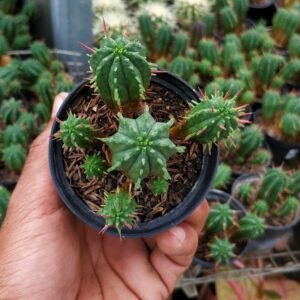 Euphorbia Aggregata Cluster (Kaktus Zombie)