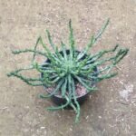 Euphorbia Caput Medusae