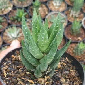 Haworthia Coarctata Greenii