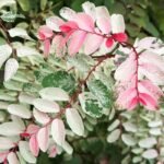 Hawaiian Snowbush