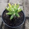 Kaktus Grafting Bintang Variegata - Gambar 2