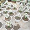 Kaktus Grafting Snowcap Cluster - Gambar 2