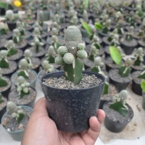 Kaktus Grafting Rebutia