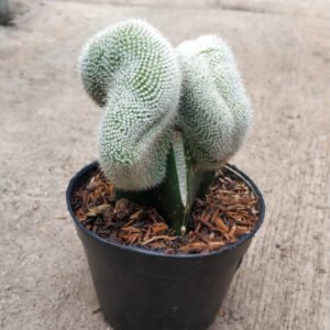 Kaktus Grafting Strausii Cristata