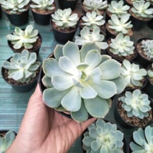 Sukulen Echeveria Mexican Snowball