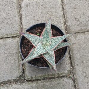Aloe Christmass Carol