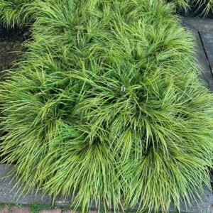 Rumput Kucai Jepang (Acorus Gramineus)