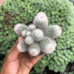 Kaktus Grafting Scopa Cluster